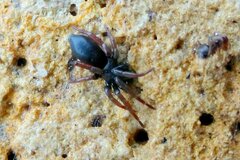 Trachyzelotes pedestris