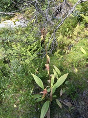 Gentiana purpurea