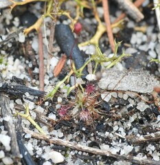Drosera pygmaea