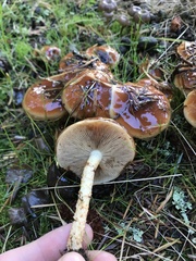 Pholiota velaglutinosa