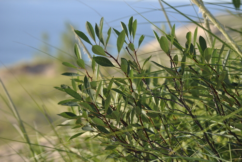 Prunus pumila