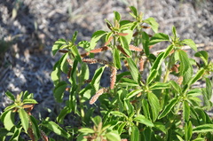 Acalypha communis