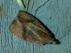 Evora hemidesma