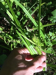 Image of Carex aureolensis
