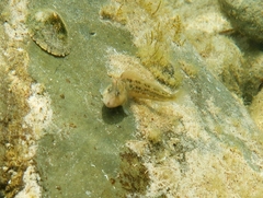 Parablennius tasmanianus
