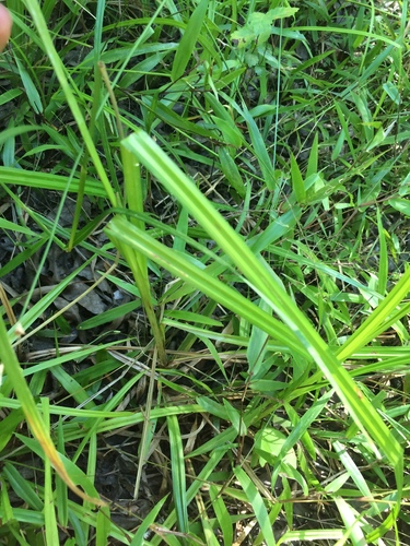 Image of Carex aureolensis by no rights reserved