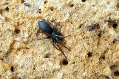 Trachyzelotes pedestris