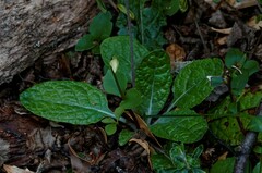 Codonorchis lessonii