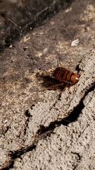 Periplaneta fuliginosa