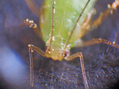 Macrosiphum