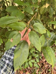 Mallotus philippensis