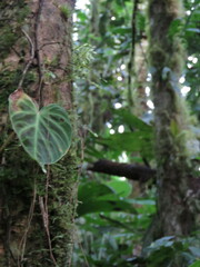 Philodendron verrucosum