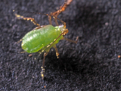 Macrosiphum