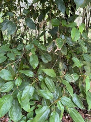 Mallotus philippensis