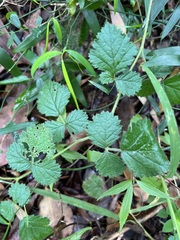 Rubus parvifolius
