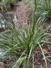 Lomandra hystrix