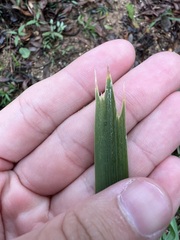 Lomandra hystrix