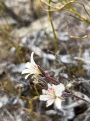 Pelargonium pinnatum