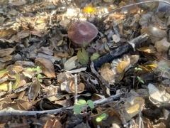 Xerocomellus dryophilus