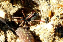 Trachyzelotes pedestris