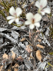 Pelargonium pinnatum