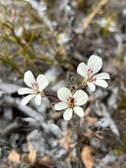 Pelargonium pinnatum
