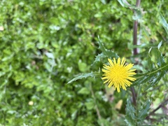 Sonchus asper