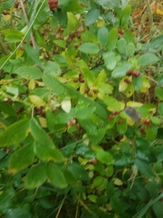 Lonicera