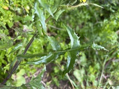 Sonchus asper