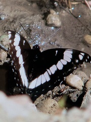 Limenitis weidemeyerii