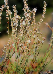 Eriogonum wrightii membranaceum