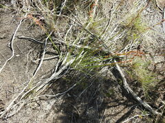 Schoenus brevifolius