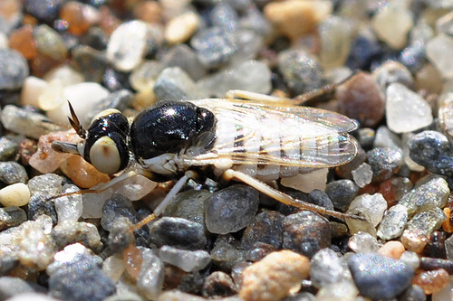 Heterotropus nigrithorax