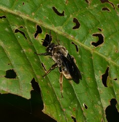 Odyneropsis