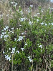 Bouvardia longiflora