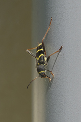 Clytus arietis