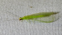 Chrysoperla rufilabris