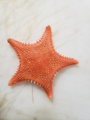 Hippasteria phrygiana