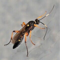 Diphyus quadripunctorius