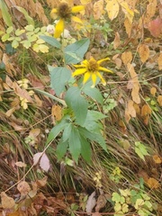 Heliopsis