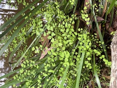 Adiantum aethiopicum