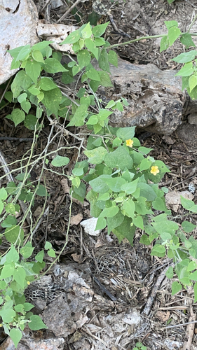Image of Abutilon viscosum by (c) Mary Beth Stowe, some rights reserved (CC BY)