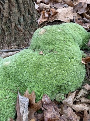 Leucobryum glaucum