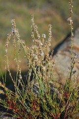 Eriogonum wrightii membranaceum