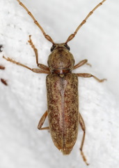 Enaphalodes rufulus