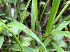 Ceriagrion aeruginosum