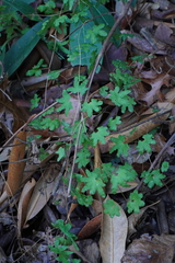 Lygodium palmatum