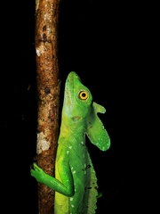 Basiliscus plumifrons