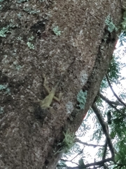 Anolis cristatellus