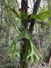 Platycerium superbum